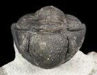 Bargain, Gerastos Trilobite Fossil - Morocco #52158-1